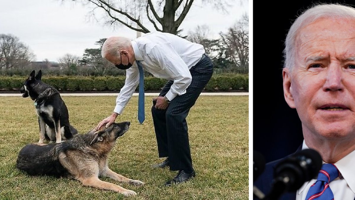 Joe Biden och hans hundar.